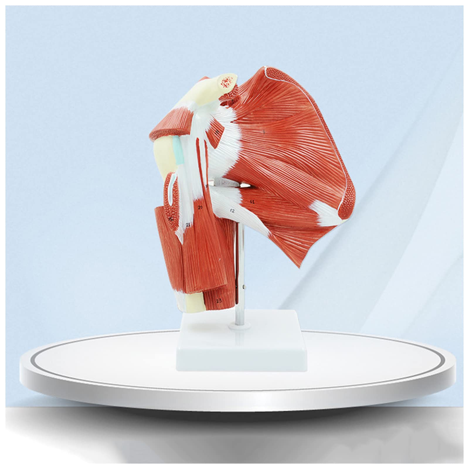 SUZLA Shoulder Joint Model with Muscle, Life Size Human Body Anatomical Shoulder Ligament Model for Science Education & Medical Anatomy