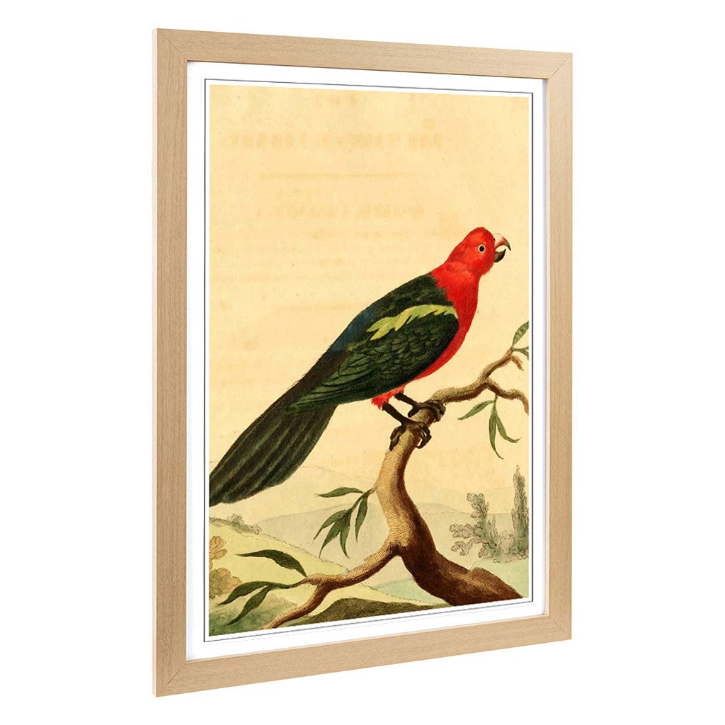 Big Box Art Framed Print of Vintage Charles R Ryley Tabuan Parrot Design | Wall Art Picture | Home Decor for Kitchen, Living Room, Bedroom, Hallway, Oak, A2 / 24.5x18 Inch / 62x45cm