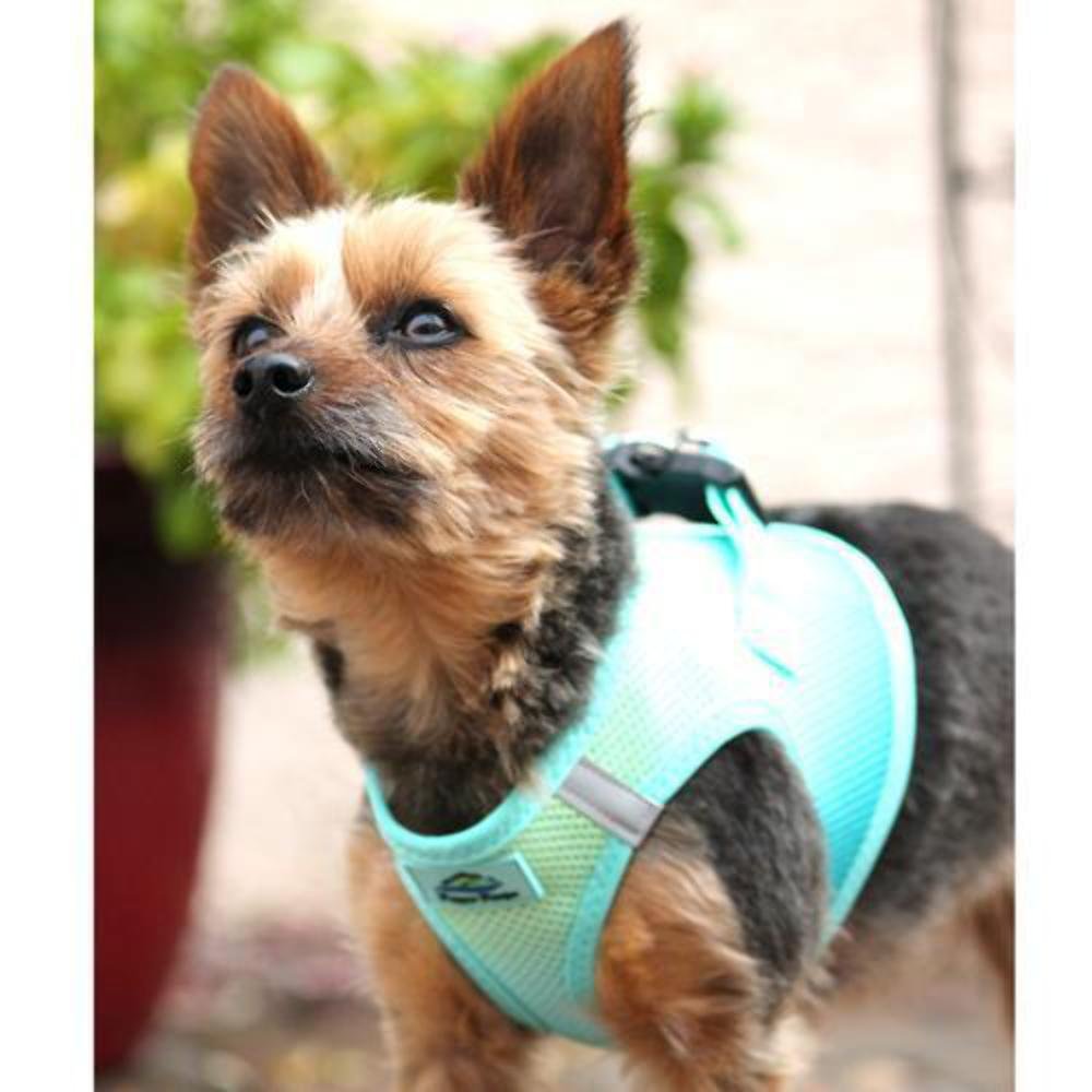 DoggieDesign American River Hundegeschirr – Ombre Collection, XS, Blau (Aruba Blue)