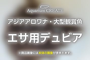 Amazon アジアアロワナの餌用 デュビアm Mlサイズ 50匹 アジアアロワナのエサ 餌 通販