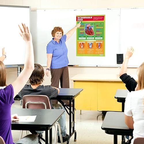 Miniatura 3 de Daydream Education Póster del sistema cardiovascular  Papel brillante  FORMATO GRANDE 33 x 23.5 pulgadas  Decoración de aula de educación física