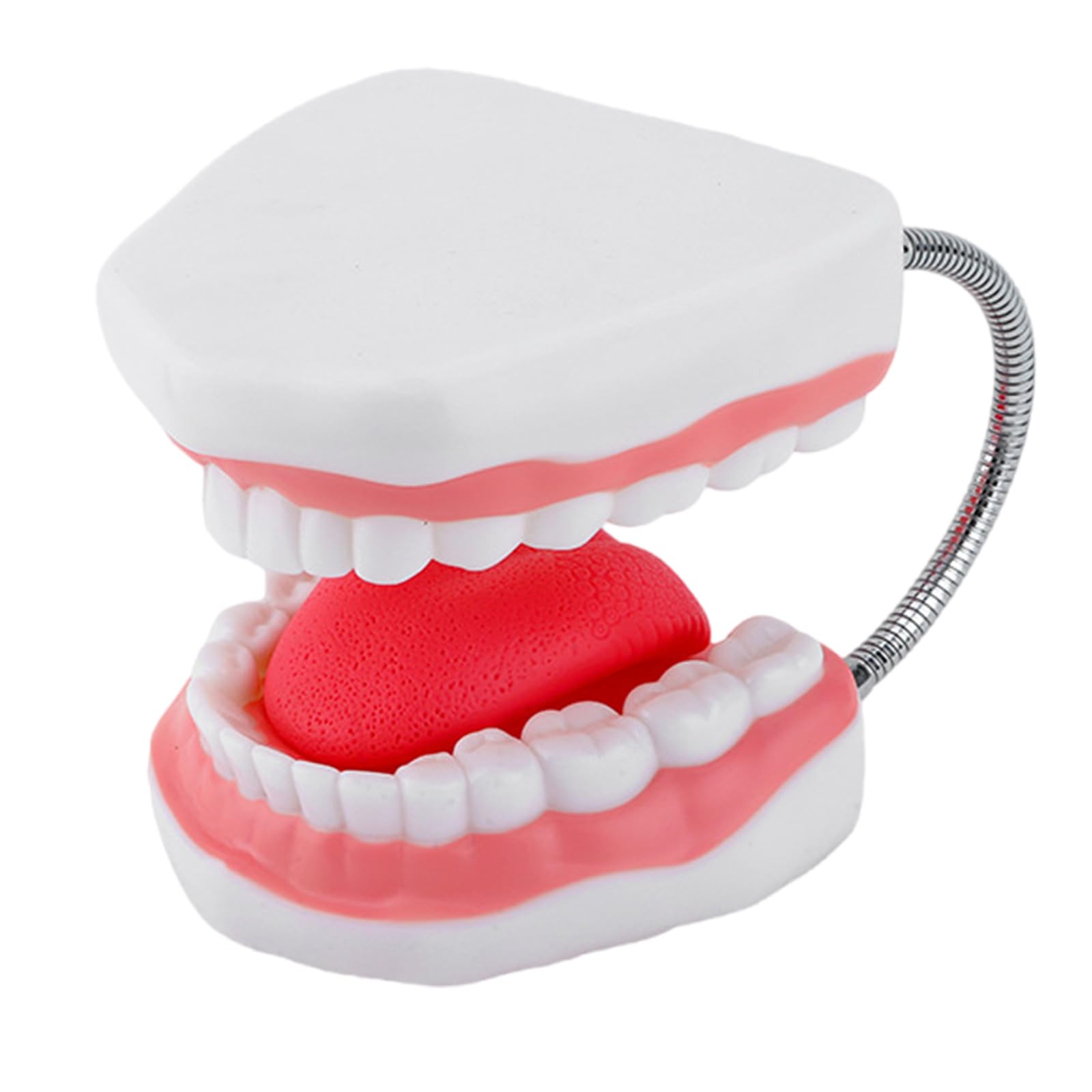Modello anatomico dei denti umani allargati con lingua rimovibile Modello anatomico della lingua per dimostrazione in classe
