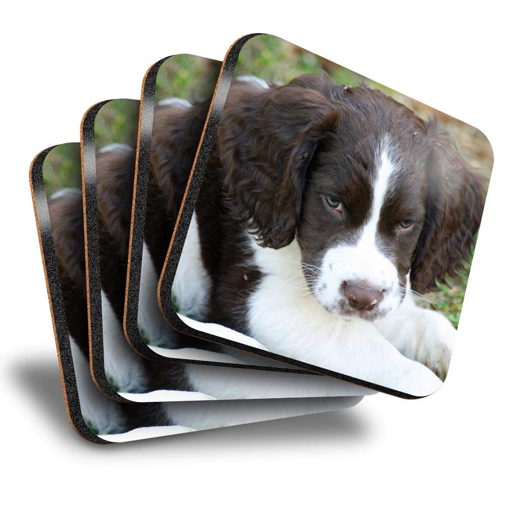 Destination Vinyl ltd Great Coasters (Set of 4) Square - English Springer Spaniel Puppy Dog Drink Glossy Coasters/Tabletop Protection for Any Table Type #15723