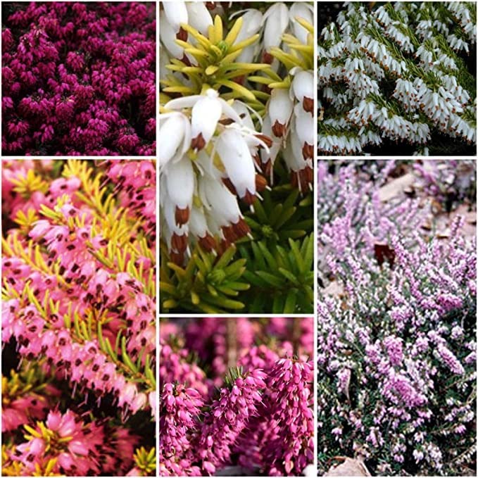 12 X Mixed Winter Heathers Colourful Flowering Winter Mix Plants