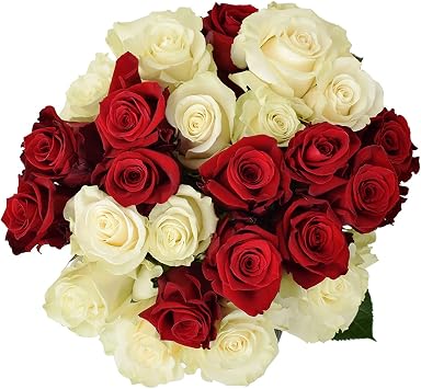 Greenchoice Flowers 24 Red and White Roses Fresh Cut 2 Dozen Mixed | 20" Long Stems | Farm-Direct Ecuador Real Flowers | Wedding Anniversary Christmas | No Vase