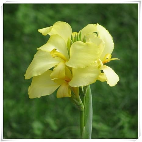 Amazon カンナユリの花の球根 植物球根 装饰植物 球根 販売 春の開花植物 ギフト 装飾 植物 美しい色 丈夫で絶妙で美しい 甘い花びらのガーデニング 黄 2球根 花