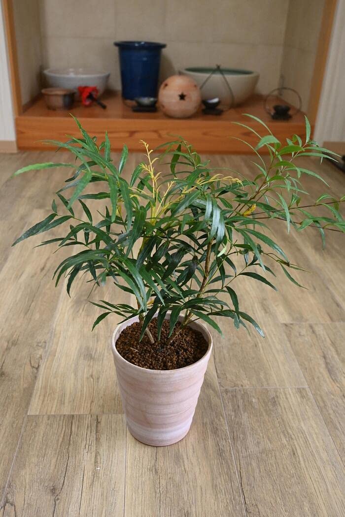 マホニアコンフューサ　大株　H1.7m(鉢底から) Amazon.co.jp: マホニアコンフューサ 鉢植え 常緑樹 細葉