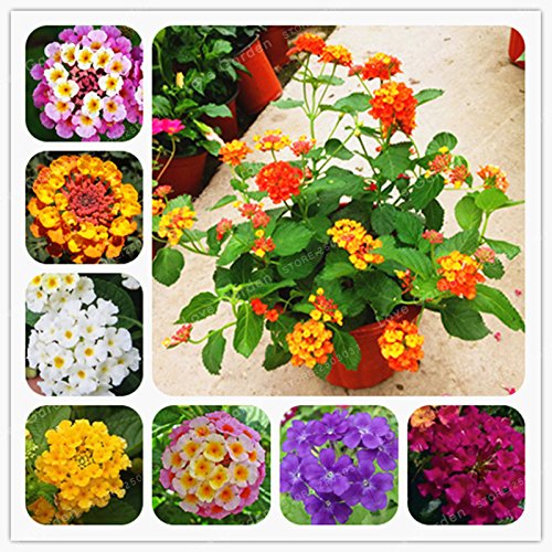 Creative Farmer Flower Seeds Home Lantana X Aculeata F. Crocea Mixed Colours Flower Seeds Packets Perennial 20 Seeds Kitchen Garden Seeds Pack (B078R6DMM1) Amazon Price History, Amazon Price Tracker