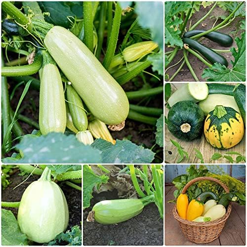 Zucchini Samen Trombetta - Italienische Schlangenzucchini Für Garten
