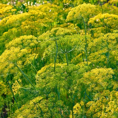 semi di aneto biologici, balcone perenni resistenti alla serra da appartamento che purificano l'aria, giardino decorazione 200pcs