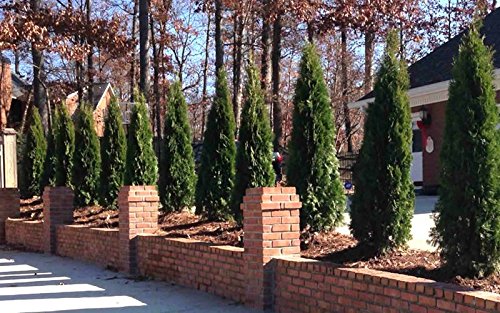 Two Pack Of Emerald Arborvitae - 2 Live Plants Shipped 1 To 2 Feet Tall By Das Farms (No California) #TOP4