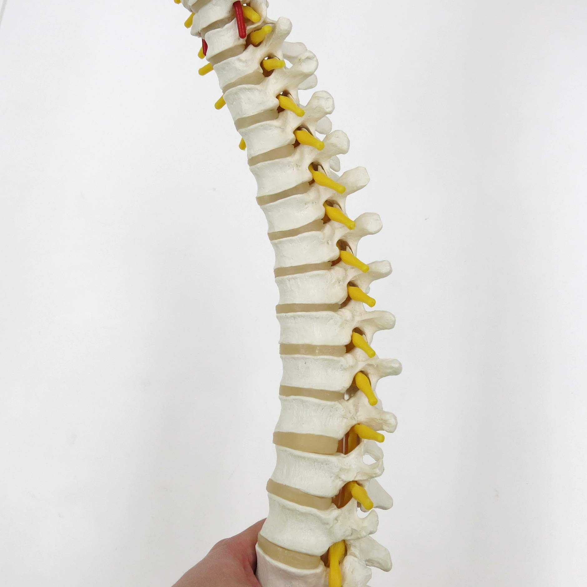 3B Scientific® Modelo de Columna Vertebral Flexible – Clásico a Tamaño Real con Fémures, Nervios & Arterias, Movible para Estudio Funcional + Smart Anatomy App (Garantía de 5 Años)