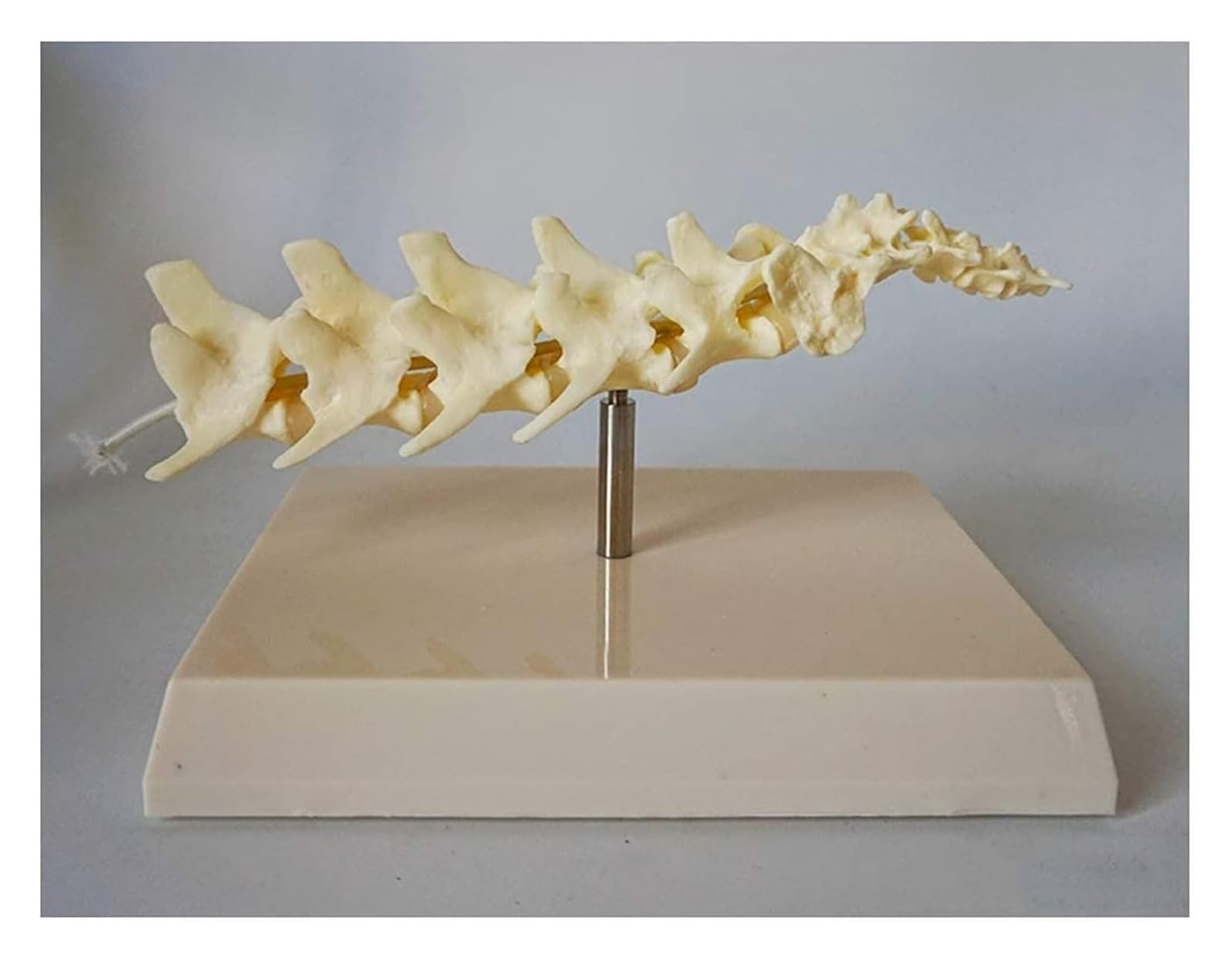 Modelo de columna vertebral de perro, modelo educativo de anatomía de vértebras lumbares de perro, material didáctico anatómico de esqueleto animal, herramienta de demostración veterinaria