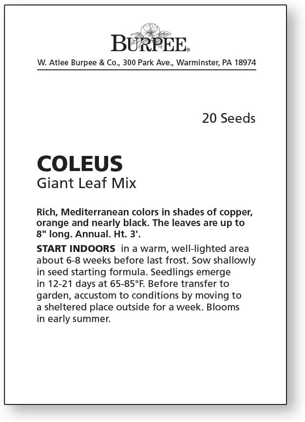 Burpee Giant Leaf Mix Coleus Seeds 20 seeds