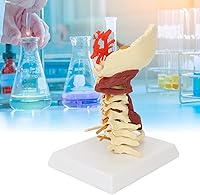 Vista 5 de Modelo de columna cervical, modelo espinal humano extraíble, para médico, paciente, comunicación, ciencias, aula, estudio, exhibición