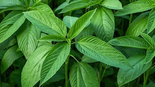 Miniatura 2 de Semillas de yute