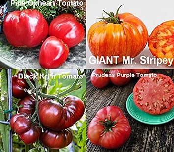Mixed Seeds 30 Giant Tomato Seeds Mix of 19 Varieties Heirloom Non-GMO