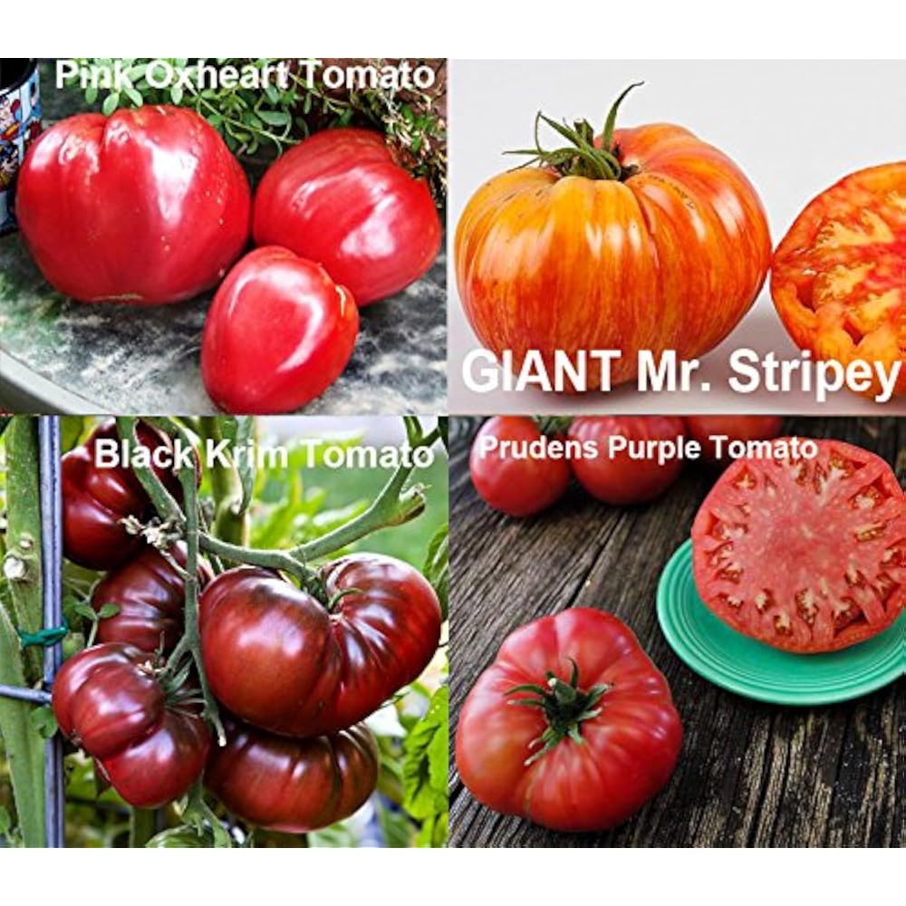 Semillas De Tomate Negro Gigante (Krim) - Paquete De 1000 Semillas, Cultivadas En España