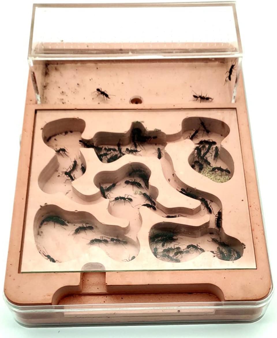 Stereoskopische Acrylbeobachtung Nest Transparentes Ameisennest aus PP-Kunststoff, Ameisenburg, Ameisenzuchtkasten, Ameisenvilla, Ameisenfütterungskasten, wissenschaftliches Experiment zur Ameisenfors