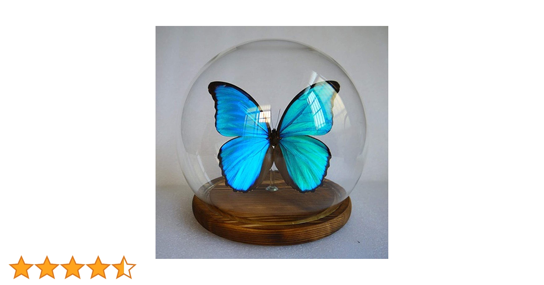 Amazon | Morpho Menelaus,Morpho Didius、蝶の昆虫標本、本物の
