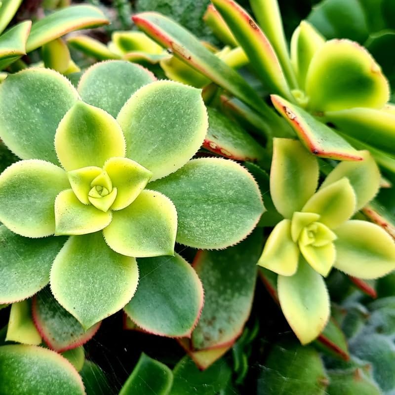 Miniatura 9 de Green Aeonium - Planta suculenta viva en maceta de 2 pulgadas, suculenta roseta, fácil de interior y exterior