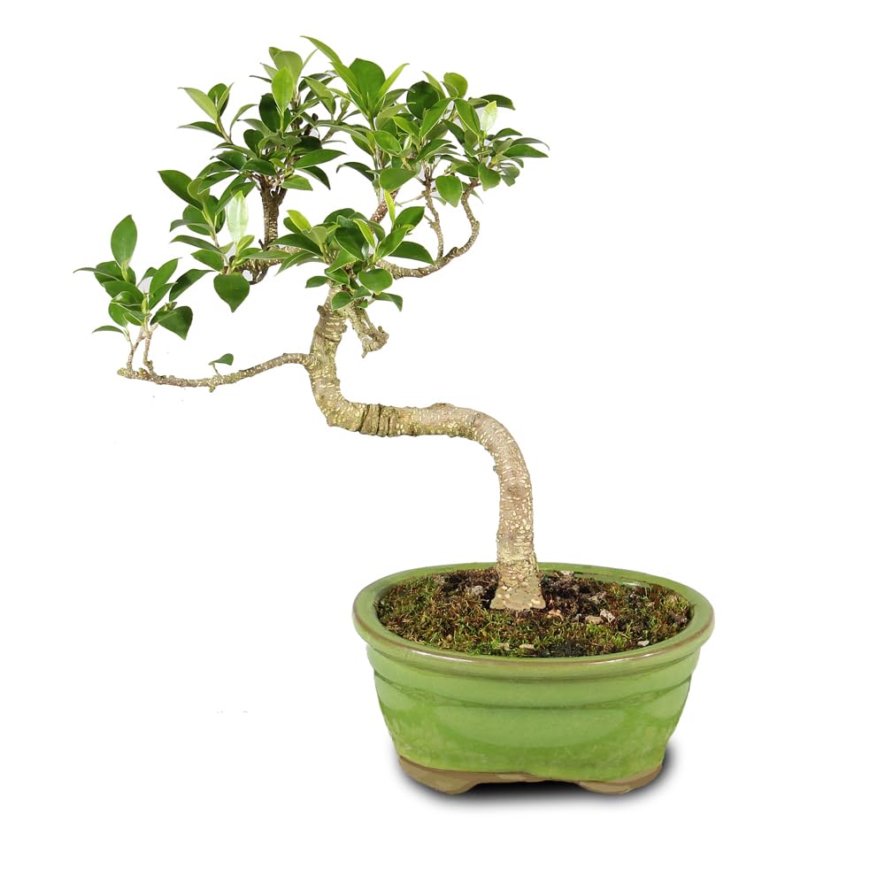 Amazon.com: Brussel's Bonsai - Live Golden Gate Ficus Bonsai Tree in  Ceramic Bonsai Pot, Indoor Bonsai Plant, 4 Years Old, 5-8 Inches Tall, Easy  Care Houseplant for Home or Office (Small) :