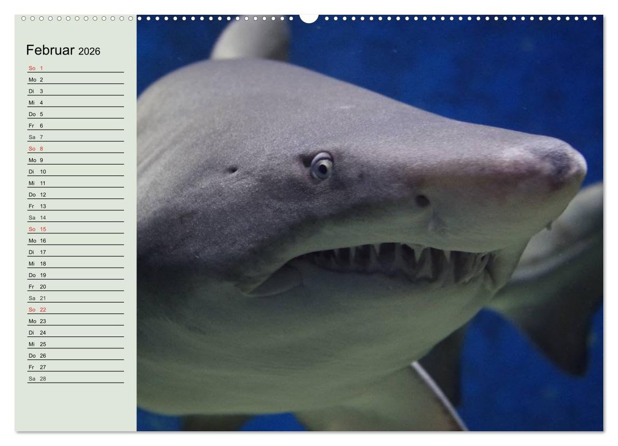 Leben in den Weltmeeren. Delfine, Wale und Haie (Wandkalender 2026 DIN A2 quer), CALVENDO Monatskalender: Gleiten und Leben in den Ozeanen der Welt (CALVENDO Tiere)