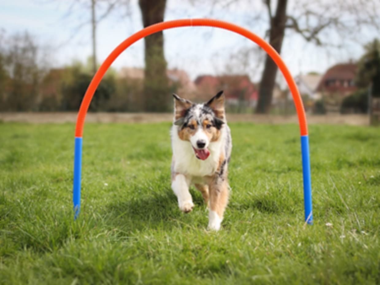 Lemodo Hoopers Set mit 4 Bögen, Agility Set, Steckhürden-Set mit Tasche, Hundesport, Hundetraining