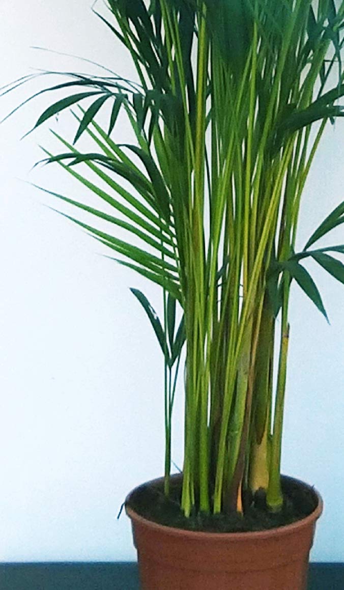 POWERS TO FLOWERS - ARECA, PALMA DI ARECA IN VASO VIMINI altezza 150cm, pianta vera