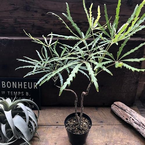 観葉植物 アラレア」の人気商品一覧・価格比較 - 価格.com
