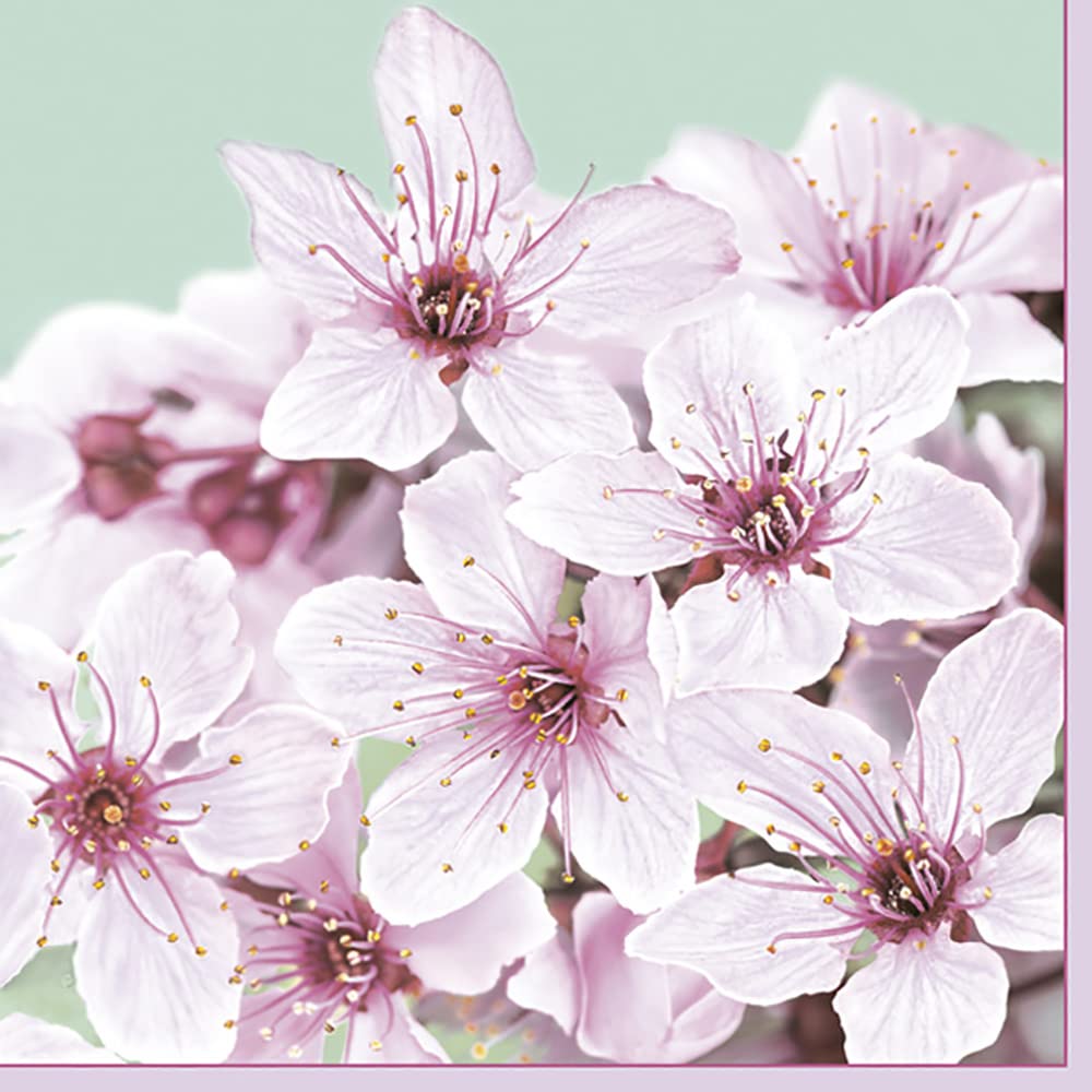 Daisy3-Ply Spring Flowers Tissue Paper Napkins Serviettes for Decoupage Lunch 33cm x 33cm - Pack of 20 (Cherry Blossom)