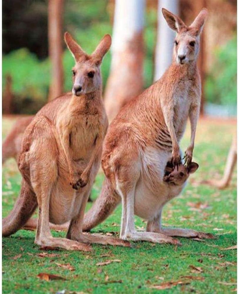 Amazon Co Jp 5d Diyのダイヤモンド塗装クリスタル オーストラリアカンガルー ダイヤモンド刺繍モザイククロスステッチ動物絵画家の装飾アート 80x105cm ホビー