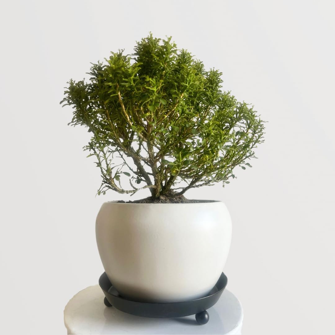 Natural plants for home decor live plant indoor,Kamini plant (Pack of 2) (B0D45STBC4) Amazon Price History, Amazon Price Tracker