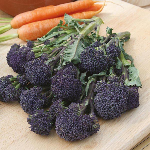 See full amazon price history chart for M-Tech Gardens Rare Hybrid Broccoli " Summer Purple " Exotic 20 Vegetable Seeds for Growing M-Tech Gardens Rare Hybrid Broccoli " Summer Purple " Exotic 20 Vegetable Seeds for Growing (B0BQCGF5KT) Amazon Price History, Amazon Price Tracker