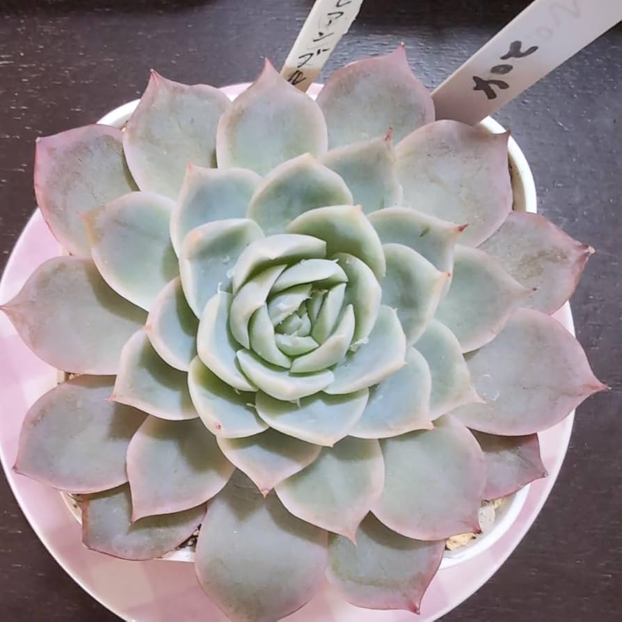 Amazon.co.jp: 多肉植物ヤ即3 エケベリア カリビアンブルー 204