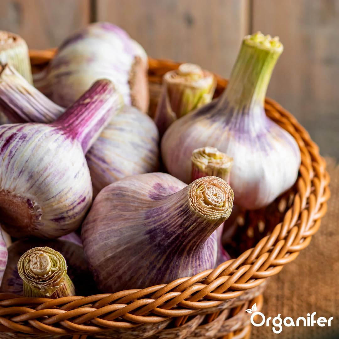 Fertilizante Líquido - 10L - Para Ajo - NPK 2-1-8 | Crecimiento Saludable Y Plantas Vigorosas - Organifer