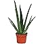 Fantastic Delightful Aloe Vera Plant Excellent healing benefit - Aloe Vera Gel - Next day delivery option - Aloe Vera, Aloe v