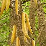 Palm Beach Medicinal Herbs - Guajilote (Parmentiera edulis) - Packet of 15 Seeds
