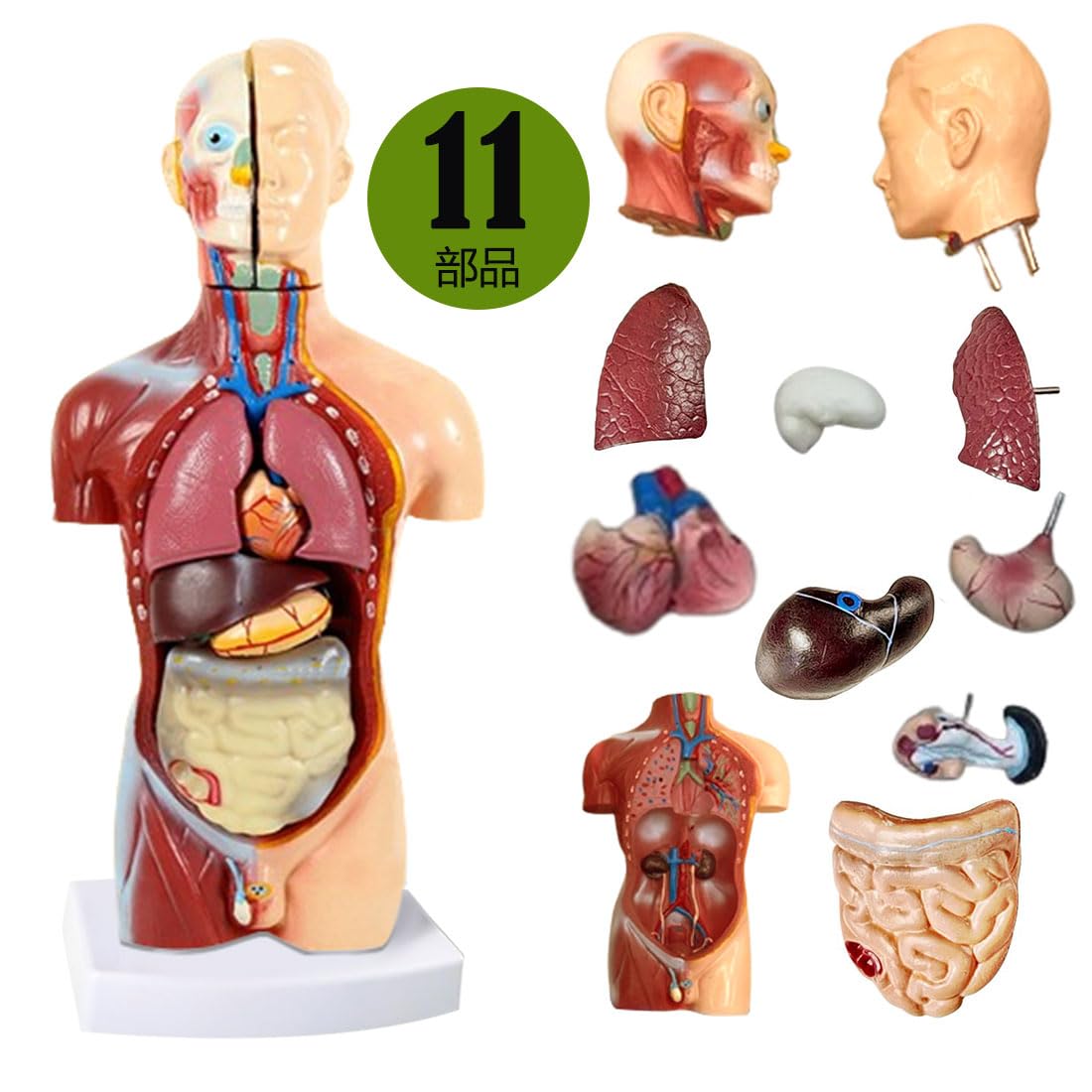 Amazon.co.jp: 人体解削模型 人体模型 パズル 肺模型 内臓模型 解剖