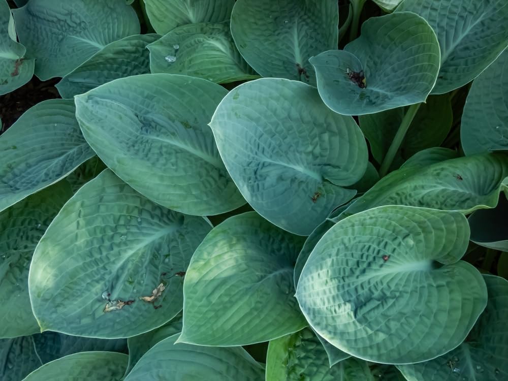 Hosta 'Royal Standard'