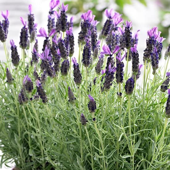 Plantas de lavanda naturales contra el estrés del hogar en pack de 6 flores 3