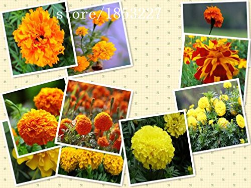 Viola FATA Palestra di Roccia Rose fioriscono nel Tempo di 100 semi di Fiori