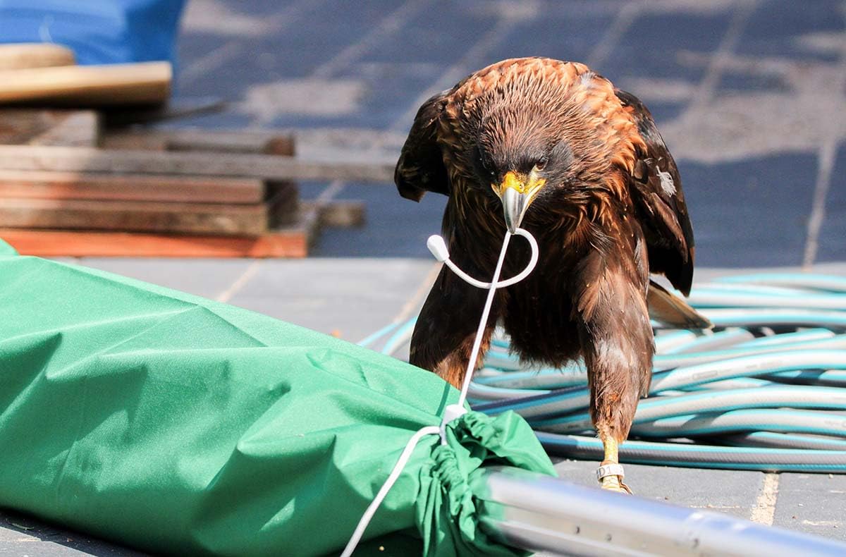 JOCHEN SCHWEIZER Geschenkgutschein: Spaziergang mit Greifvogel Pollhagen