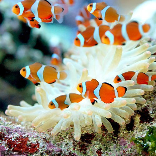 Amazon | （海水魚）カクレクマノミ（国産ブリード）（5匹）熱帯魚