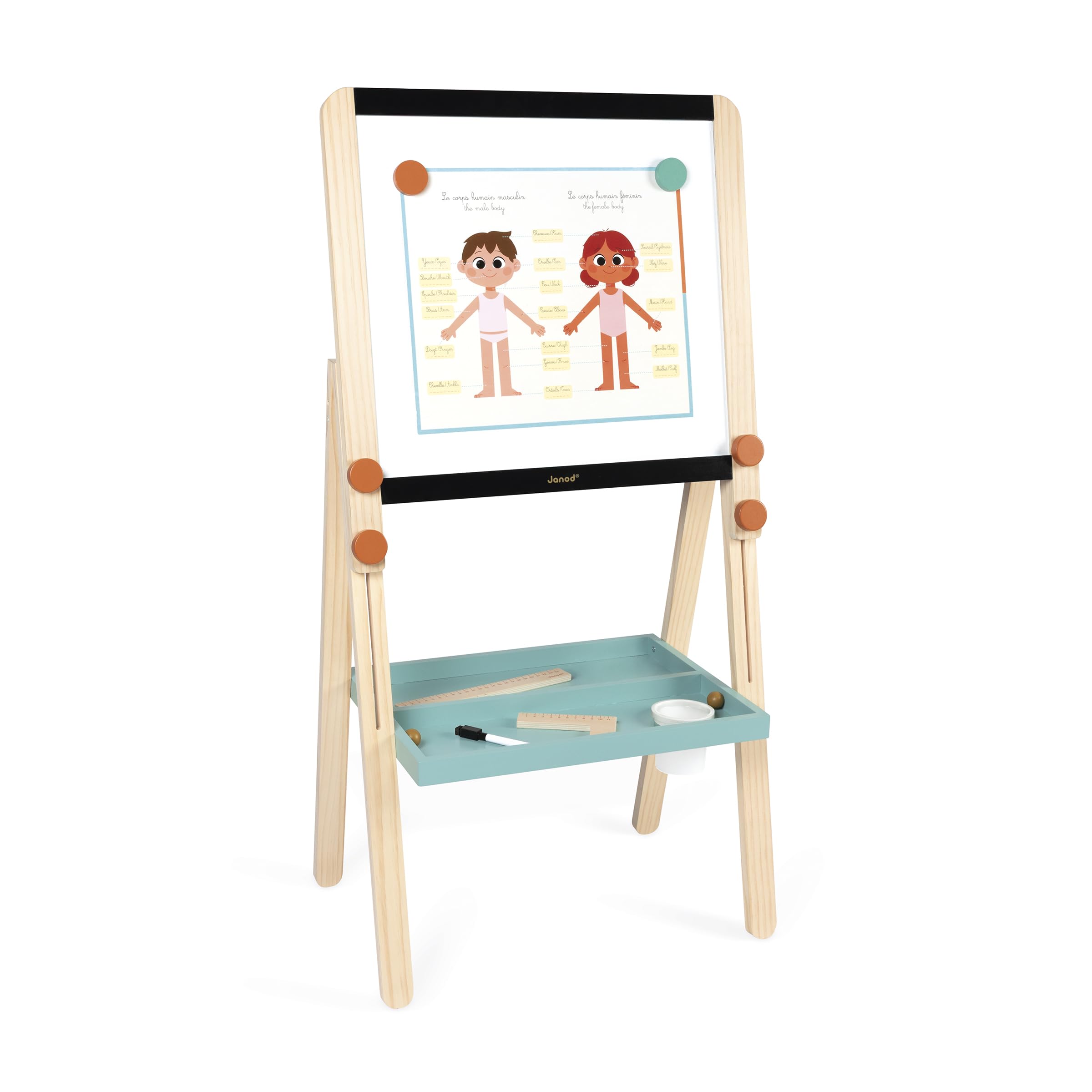 Janod - Pizarra Doble Cara de Madera Ajustable en Altura - Pizarra Blanca magnética + tizas - 18 Accesorios incluidos - A Partir de 3 años