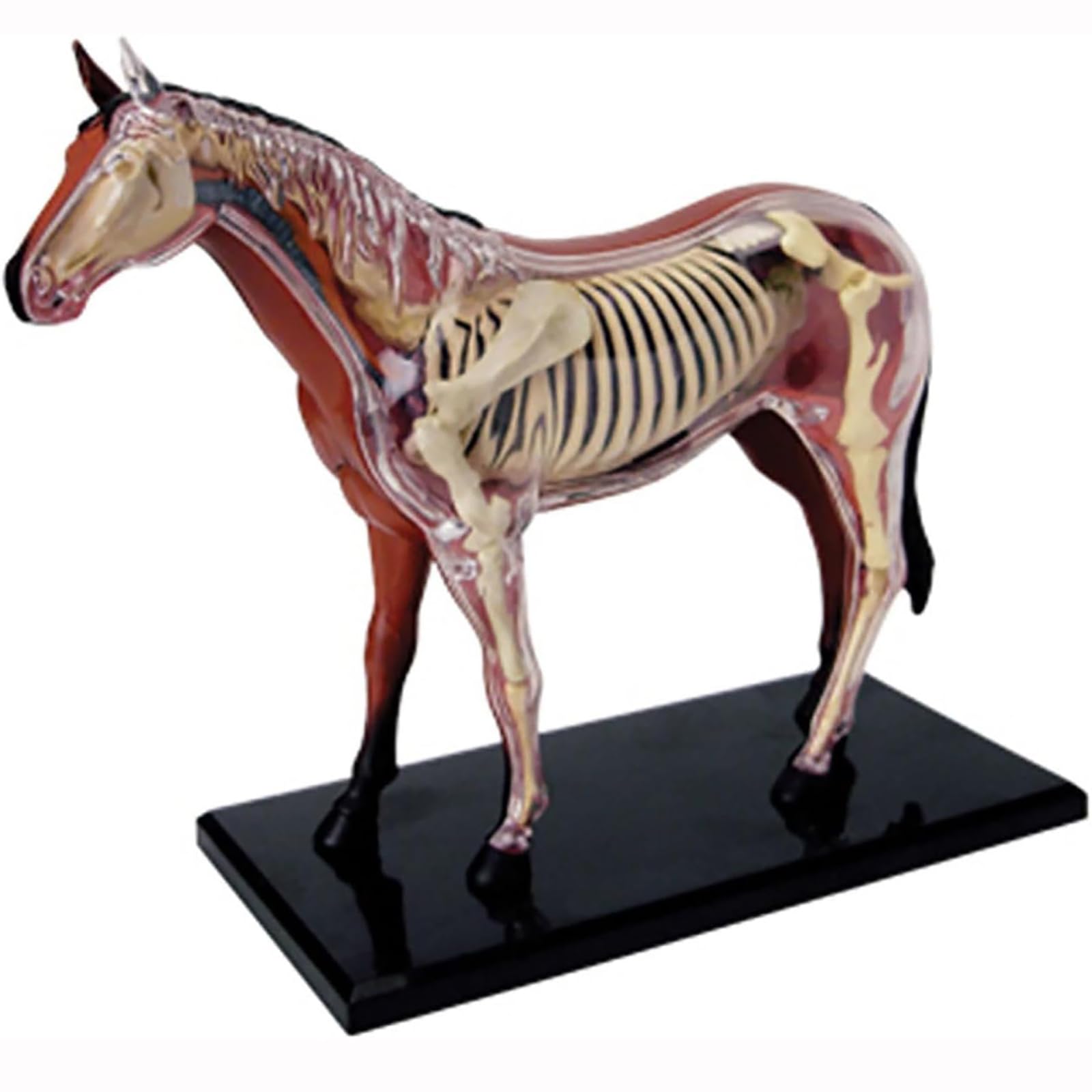 4D De Anatomía De Caballo - Esqueleto De Animal, Biología Desmontable, 26 Piezas para Clínica Veterinaria De Mascotas Formación Escolar