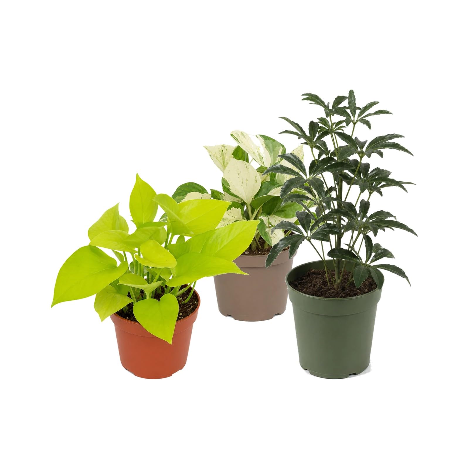 Pack 3 Plantas: Poto Amarillo, Poto Happy Leaf y Cheflera Gerda DECOALIVE