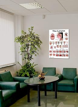 Blue Tree Publishing Larynx Poster 24x36 Human Vocal Cord & Throat Anatomy Chart for Speech-Language Pathologists, ENT Clinics, Singing Teachers & Medical Education