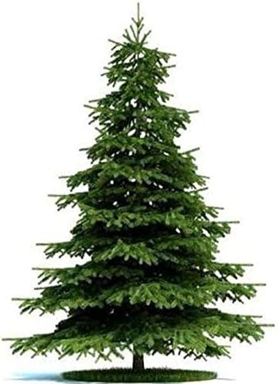 200 Piezas De Semillas De Abeto Fácil De Plantar Especies De árboles Ornamentales De Interior Hojas De Aguja De Hoja Perenne Las Variedades Favoritas De Los Jardineros Ampliamente Plantadas