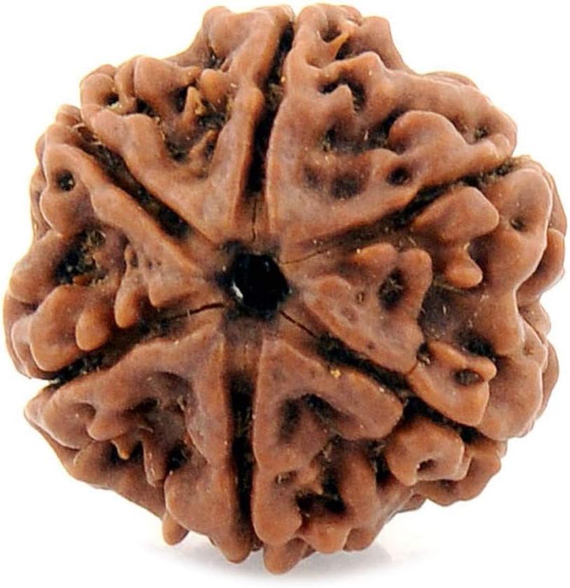 55Carat® 1 2 3 4 5 6 7 8 9 10 11 12 13 Mukhi Gauri Shankar Ganesh Mukhi Nepali Bead Lab Certified Original Rudraksha Real rudrakshi Pure rudrax Meditation Bead for Men and Women